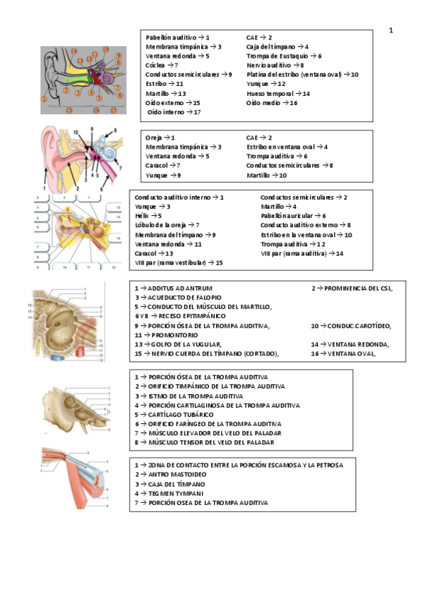 Miniatura del documento anato-wuola.pdf