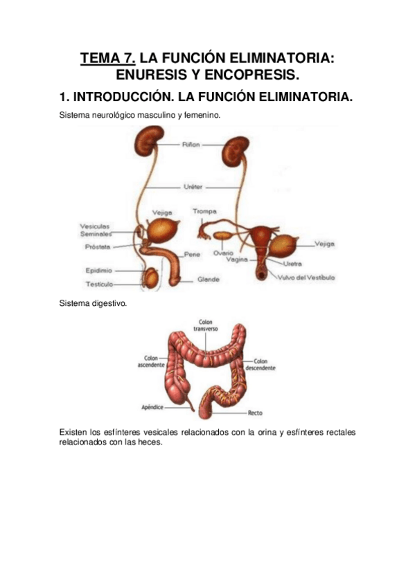 Miniatura del documento Tema-7.-La-funcion-eliminatoria.-Enuresis-y-encopresis.pdf