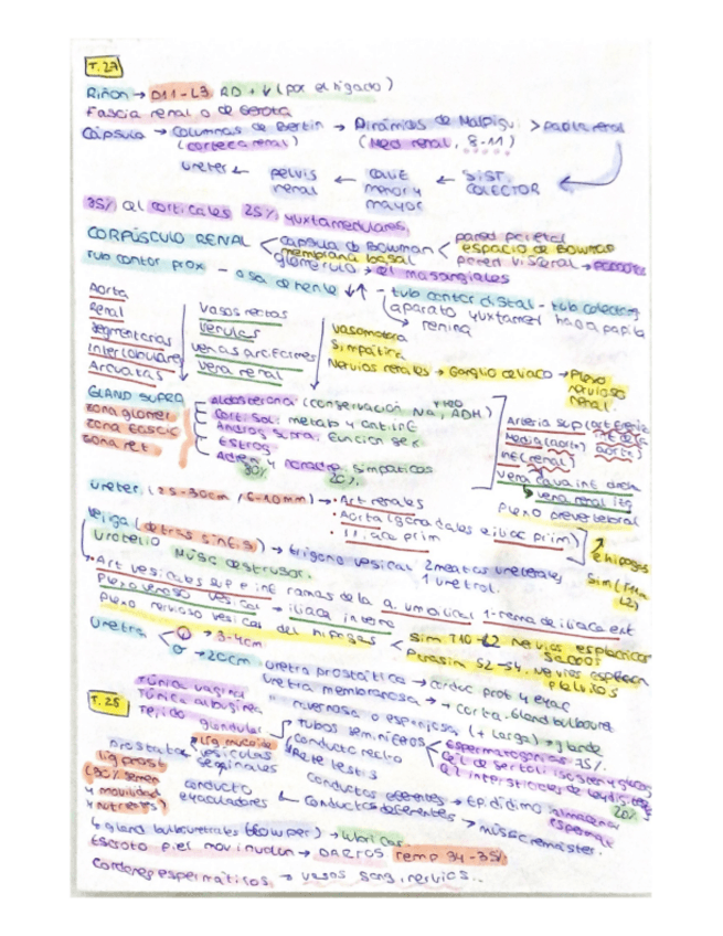 Miniatura del documento Resumenes-Anatomia-T27-T50.pdf