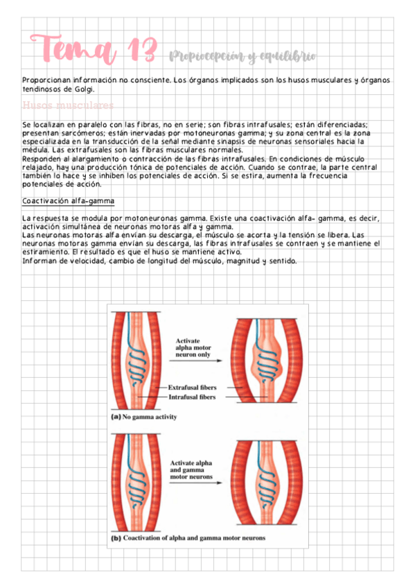 Miniatura del documento Tema-13-Propiocepcion-y-equilibrio.pdf