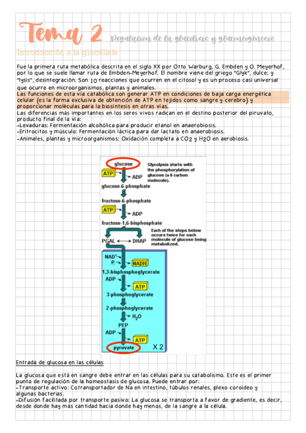 Miniatura del documento Tema-2-Regulacion-de-la-glucolisis-y-gluconeogenesis.pdf