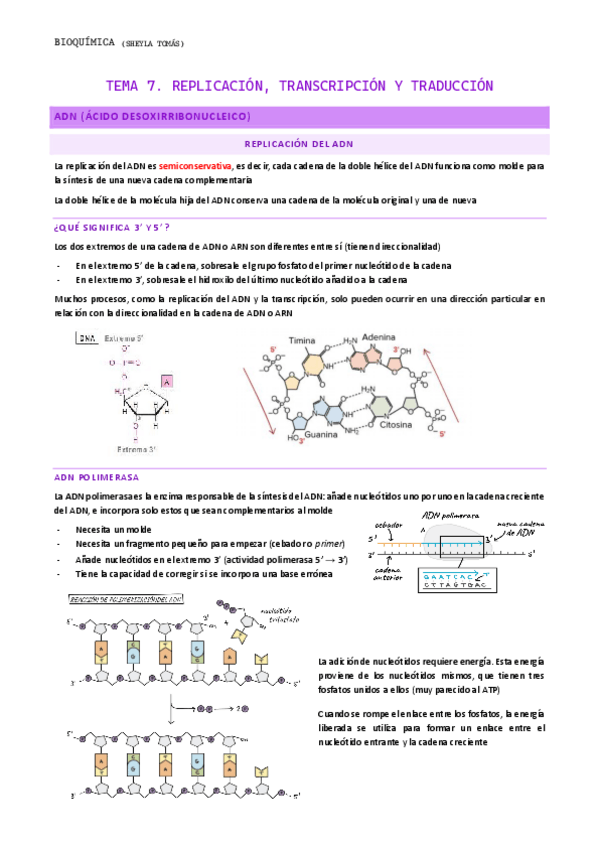 Miniatura del documento TEMA-7.-Replicacion-transcripcion-y-traduccion.pdf