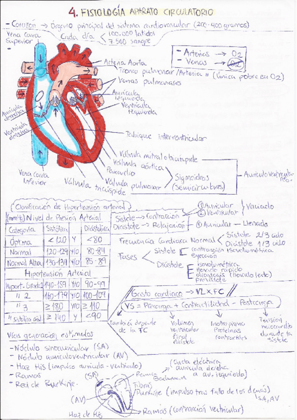 Miniatura del documento 4.-TEMA-FISIOLOGIA-APARATO-CIRCULATORIO.pdf