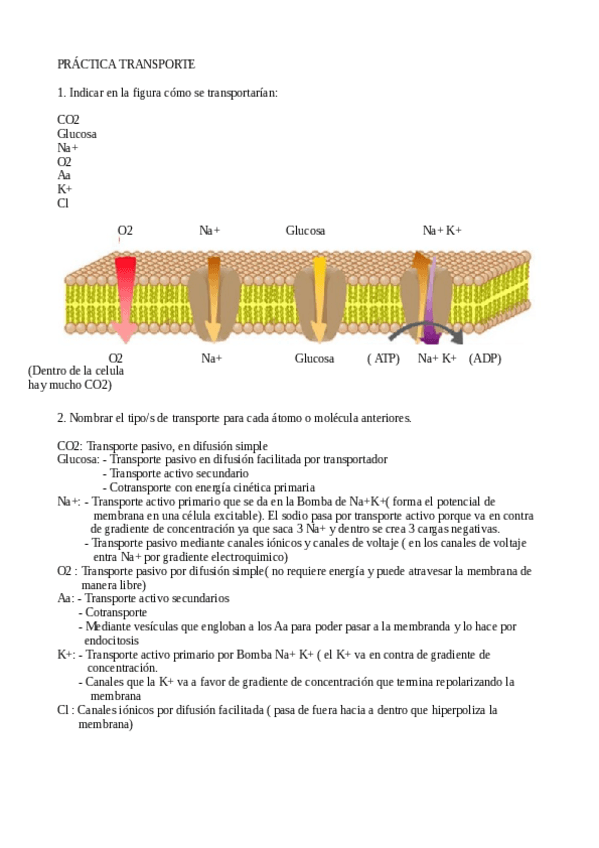 Miniatura del documento practica-1-FISIOLOGIA.pdf