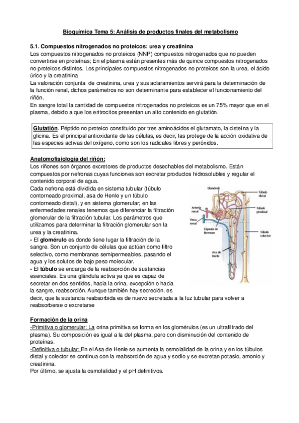 Miniatura del documento ANALISIS-DE-PRODUCTOS-FINALES-DEL-METABOLISMO..pdf