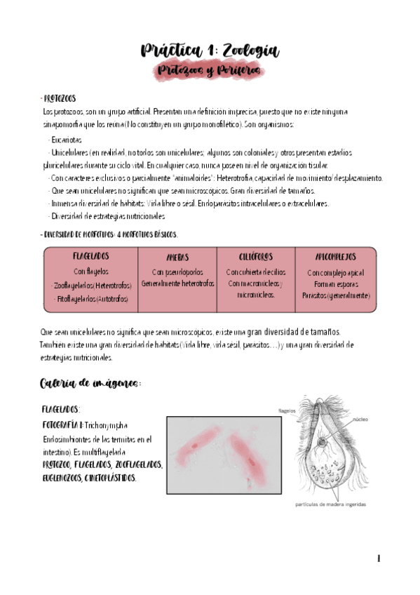 Miniatura del documento Practicas Zoología-COMPLETAS-corregidas.pdf