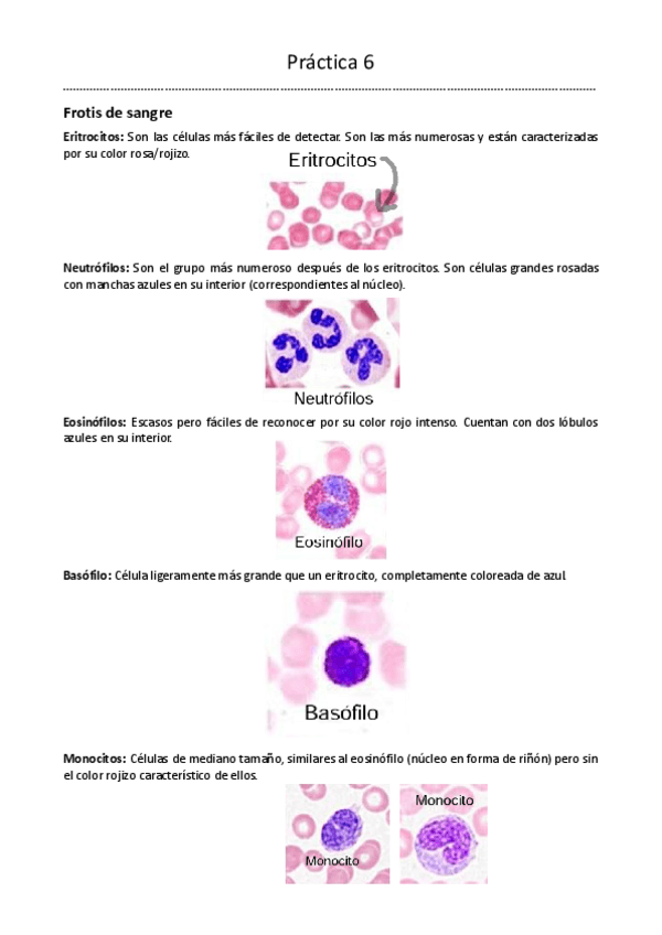 Miniatura del documento Practica-6-BDT-1o-Biotecnologia.pdf