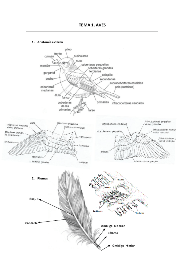 Miniatura del documento TEMA-1.-AVES.pdf