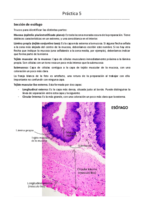 Miniatura del documento Practica-5-BDT-1o-Biotecnologia.pdf