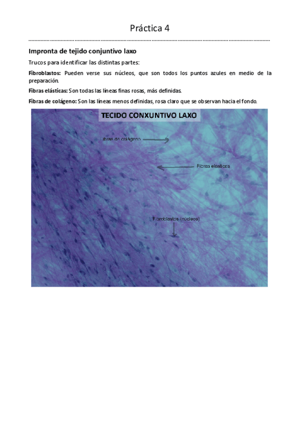 Miniatura del documento Practica-4-BDT-1o-Biotecnologia.pdf