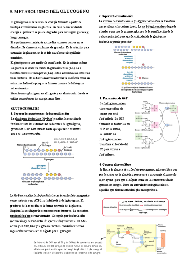 Miniatura del documento 5.-Glucogeno.pdf