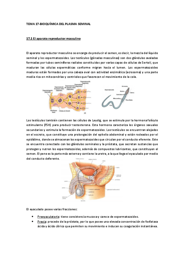 Miniatura del documento TEMA 17-Bioquímica del plasma seminal.pdf