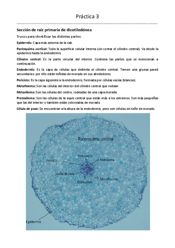 Miniatura del documento Practica-3-BDT-1o-Biotecnologia.pdf