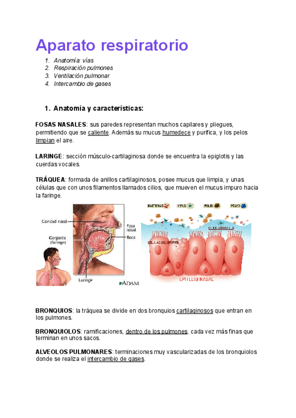 Miniatura del documento Aparato-respiratorio.pdf
