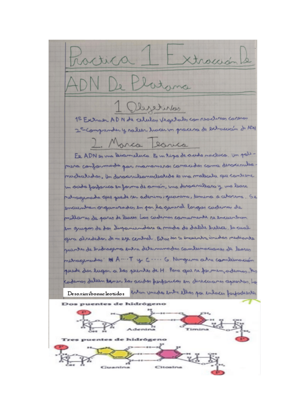 Miniatura del documento Practica-1-Biologia-molecular.pdf