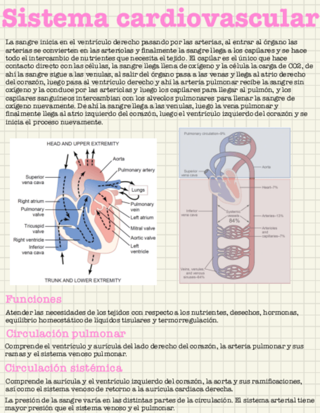 Miniatura del documento Apuntes-sistema-cardiovascular.pdf
