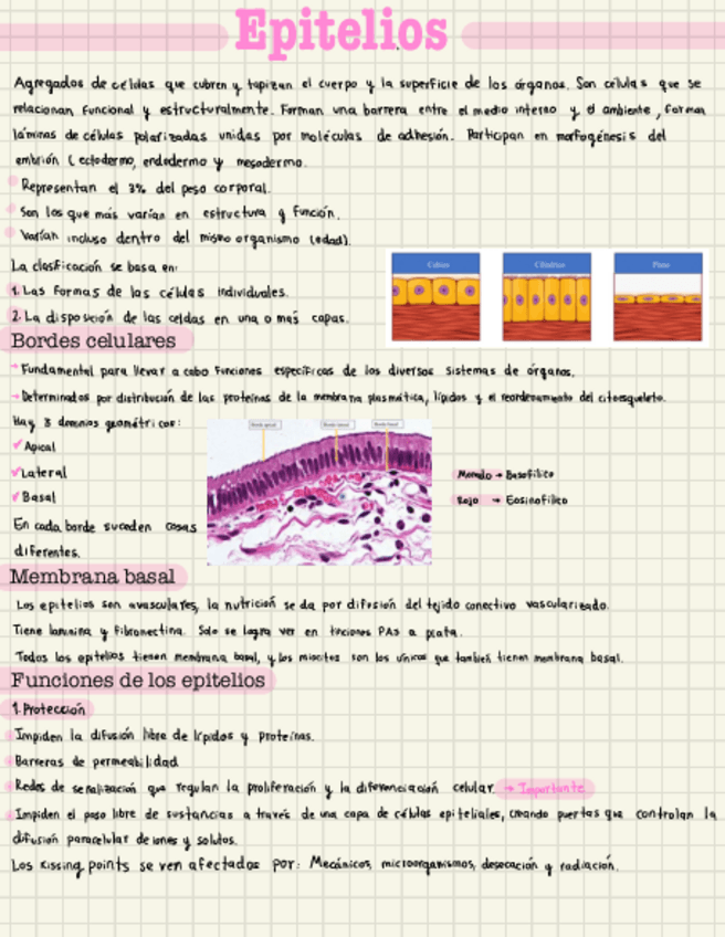 Miniatura del documento Apuntes-epitelios.pdf