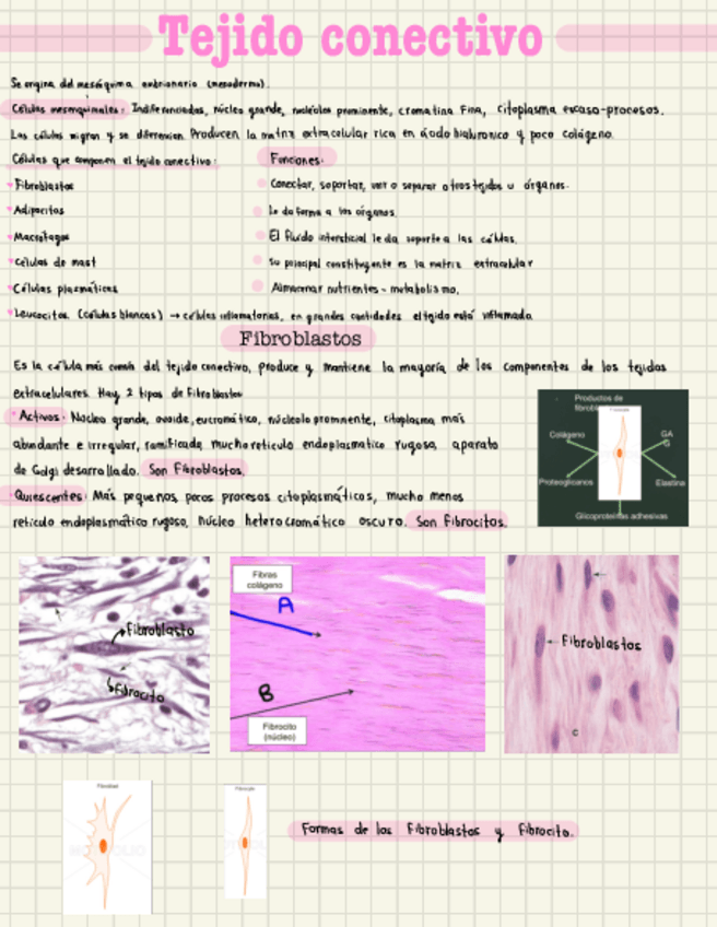 Miniatura del documento Apuntes-tejido-conectivo.pdf