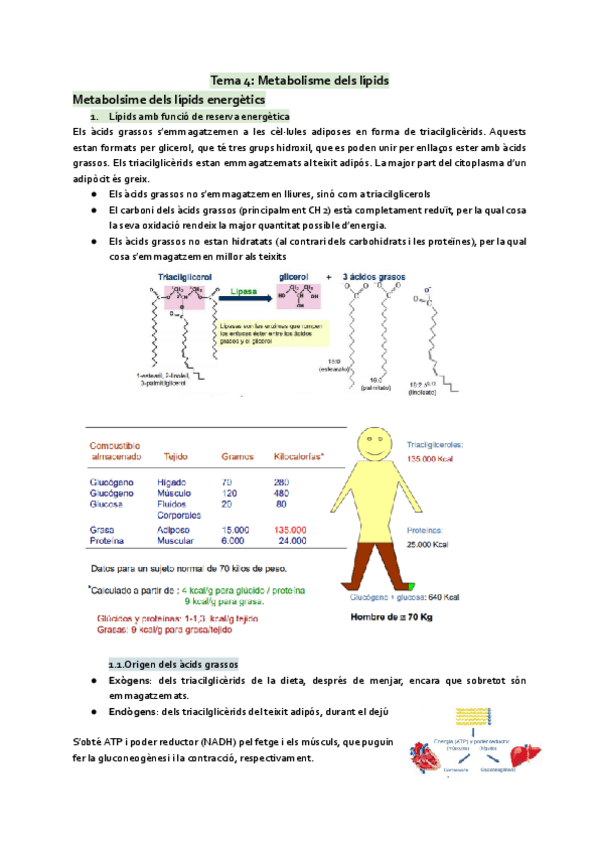Miniatura del documento Tema-4-Metabolisme-dels-lipids.pdf
