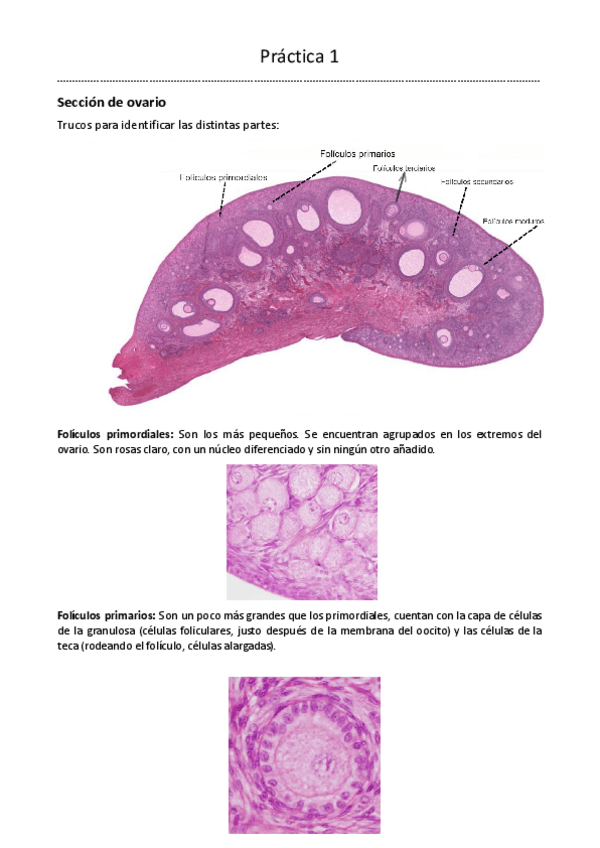 Miniatura del documento Practica-1-BDT-1o-Biotecnologia.pdf