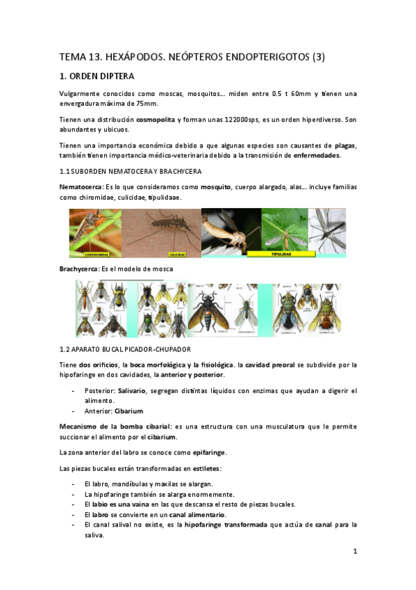Miniatura del documento TEMA-13.-Hexapodos.-Neopteros-endopterigotos-3.pdf