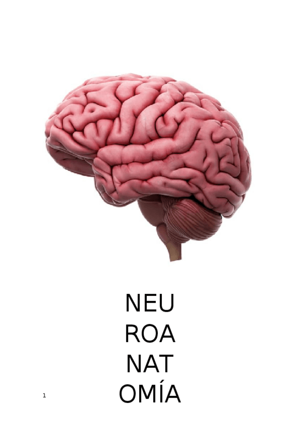 Miniatura del documento APUNTES-DEL-Craneo.docx