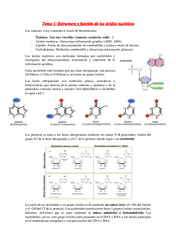 Miniatura del documento Tema-1-acidos-nucleicos.pdf