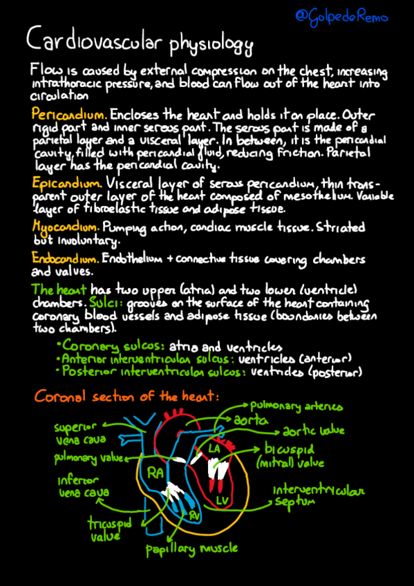 Miniatura del documento MPII-Cardiovascular-physiology.pdf