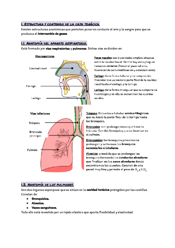 Miniatura del documento Tema-14.-El-aparato-respiratorio..pdf