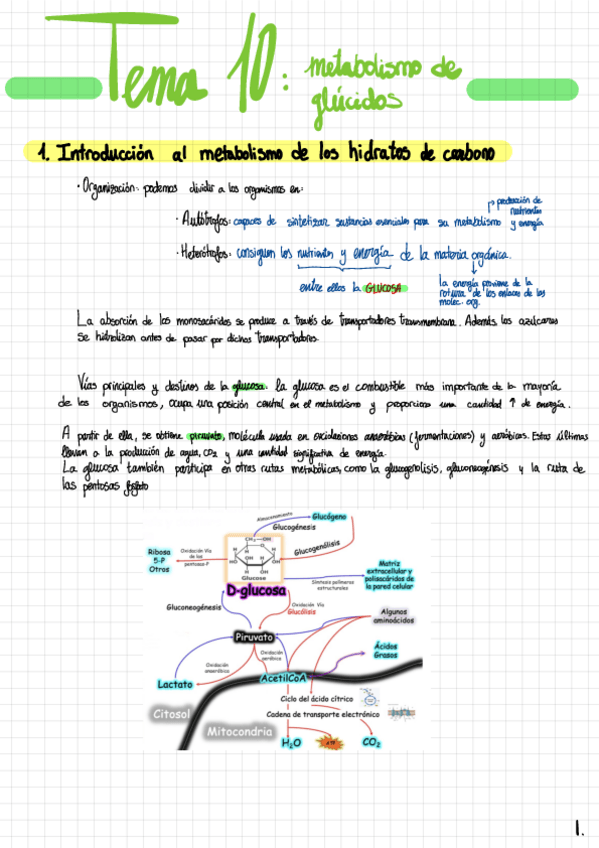 Miniatura del documento Tema-10-Metabolismo-De-Glucidos.pdf