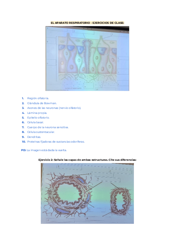 Miniatura del documento Quinielas-Del-Aparato-Respiratorio.pdf