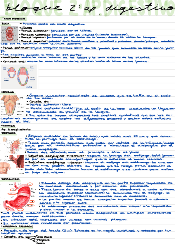 Miniatura del documento Aparato-digestivo.pdf