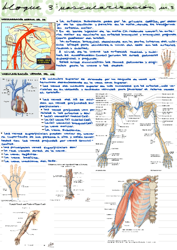 Miniatura del documento Vascularizacion-ms.pdf