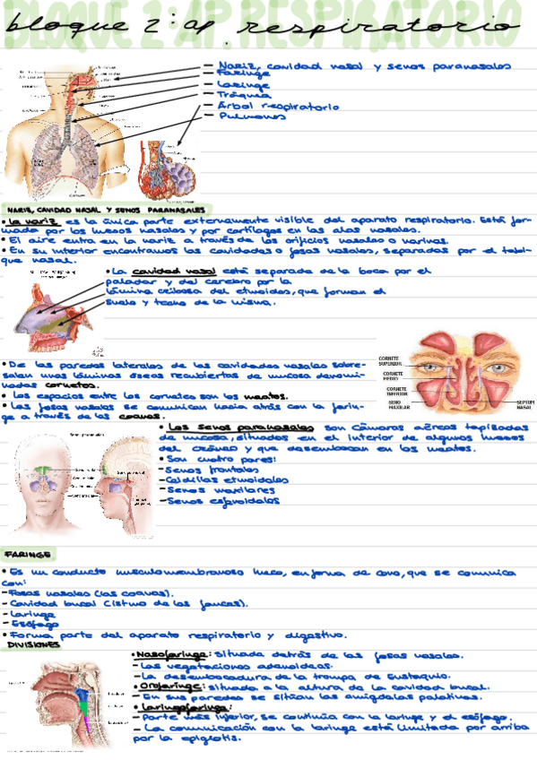 Miniatura del documento Ap.-Respiratorio.pdf