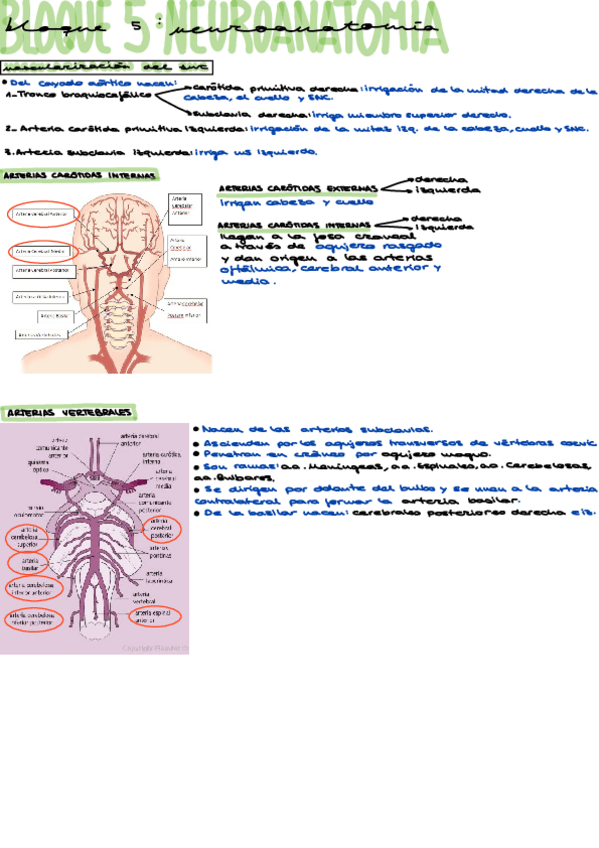 Miniatura del documento VascularizacionSNC.pdf