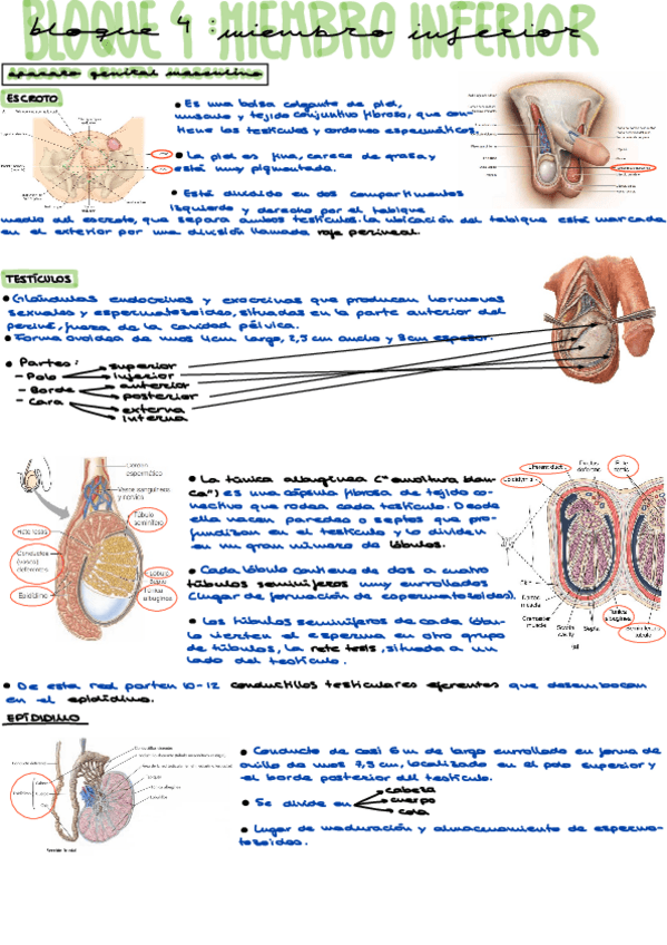 Miniatura del documento Aparato-genital-masculino.pdf
