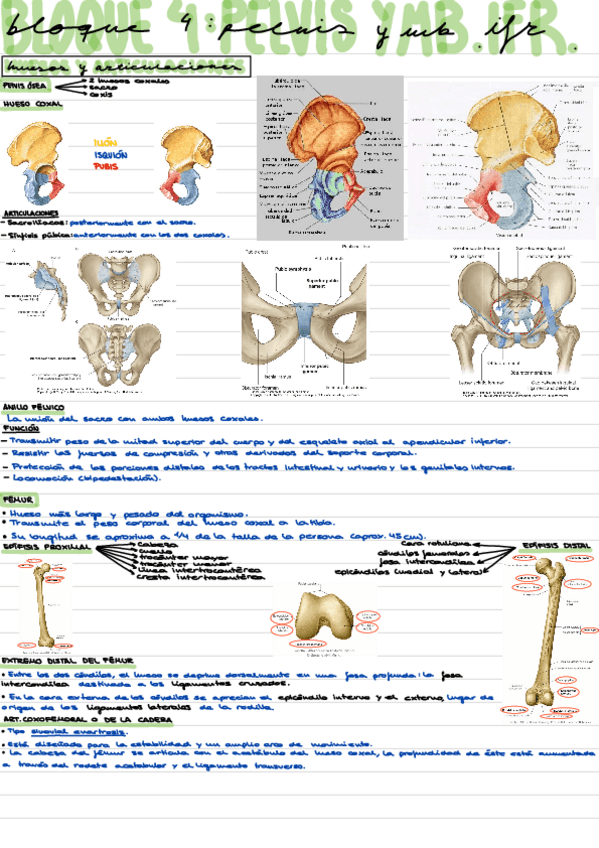 Miniatura del documento Huesos-y-articulaciones-miembro-inferior-y-pelvis.pdf