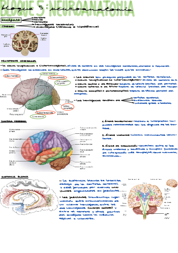 Miniatura del documento Encefalo.pdf