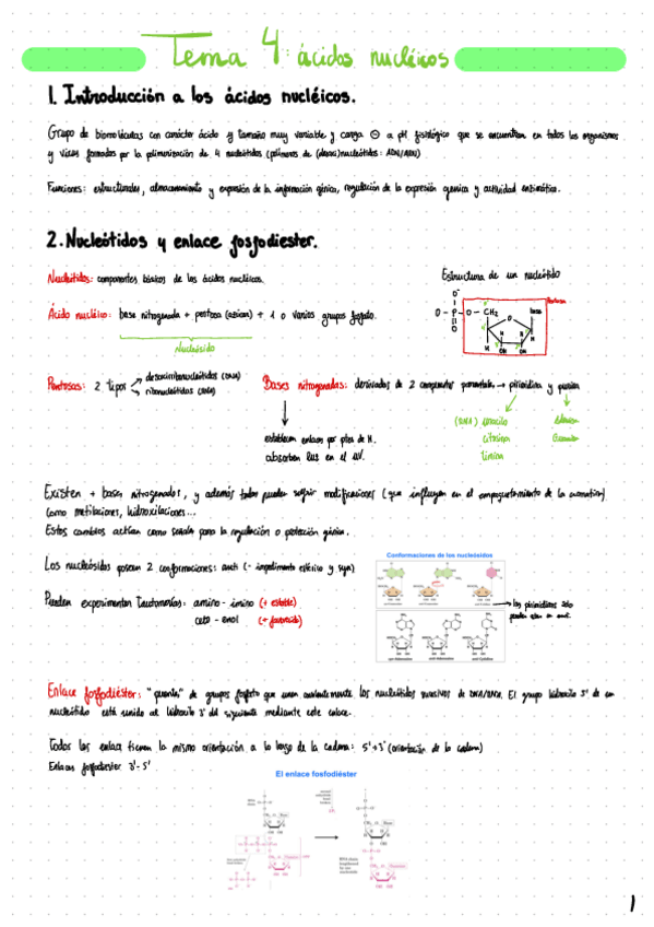 Miniatura del documento Tema-4-Acidos-Nucleicos.pdf