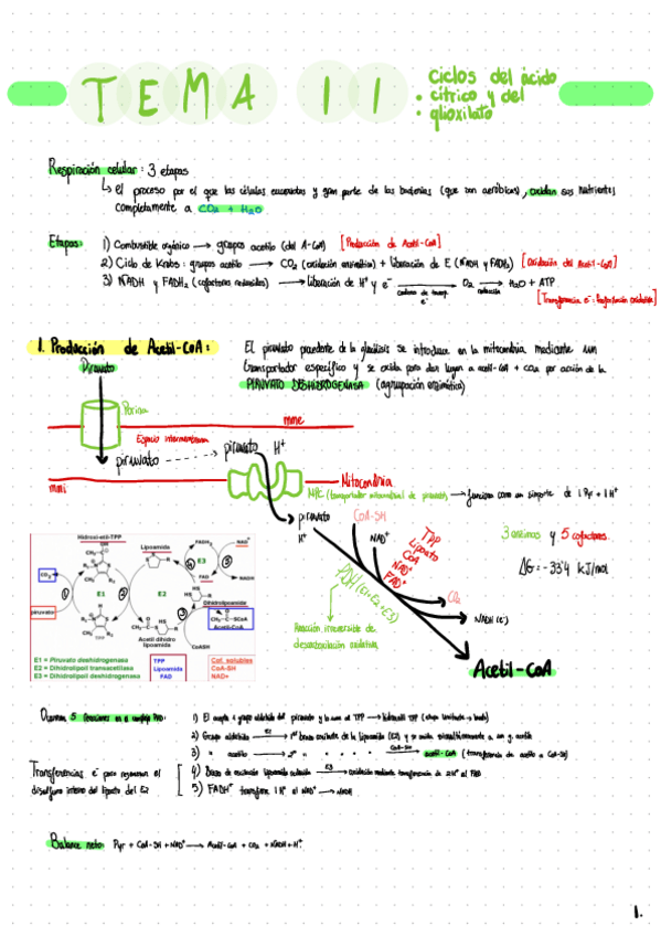Miniatura del documento Tema-11-Ciclos-Del-Acido-Citrico-Y-Del-Glioxilato.pdf