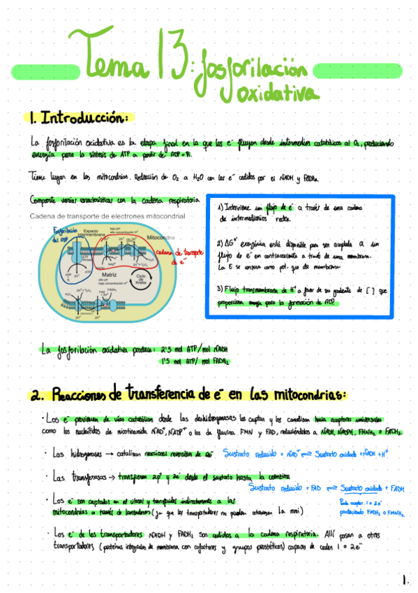 Miniatura del documento Tema-13-Fosforilacion-Oxidativa.pdf
