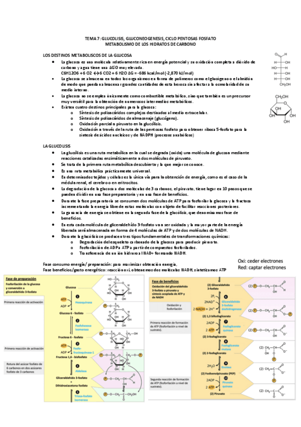 Miniatura del documento TEMA-8-METABOLISMO-HIDRATOS-DE-CARBONO.pdf