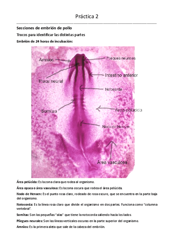 Miniatura del documento Practica-2-BDT-1o-Biotecnologia.pdf