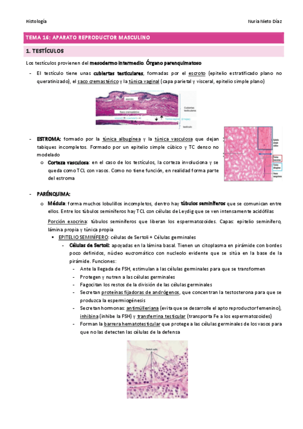 Miniatura del documento TEMA 16 - Aparato reproductor masculino.pdf