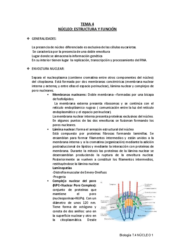 Miniatura del documento TEMA-4-NUCLEO.pdf