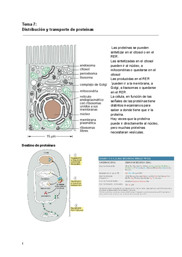 Miniatura del documento Tema-7-DISTRIBUION-Y-TRASNPORTE-DE-PROTEINAS.pdf