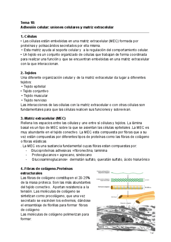 Miniatura del documento TEMA-10Adhesion-celular.pdf
