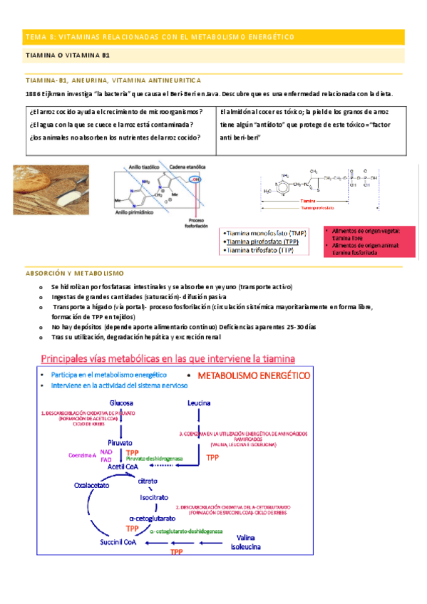Miniatura del documento TEMA-8-VITAMINAS-METABOLISMO-ENERGETICO.pdf