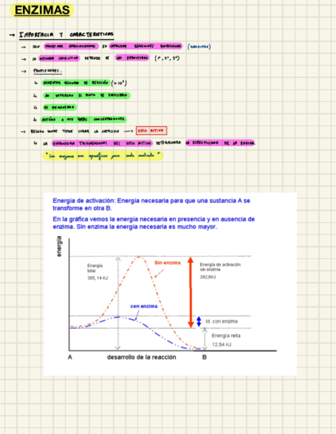 Miniatura del documento Enzimas.pdf
