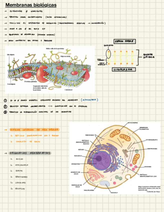 Miniatura del documento Membranas-Biologicas.pdf
